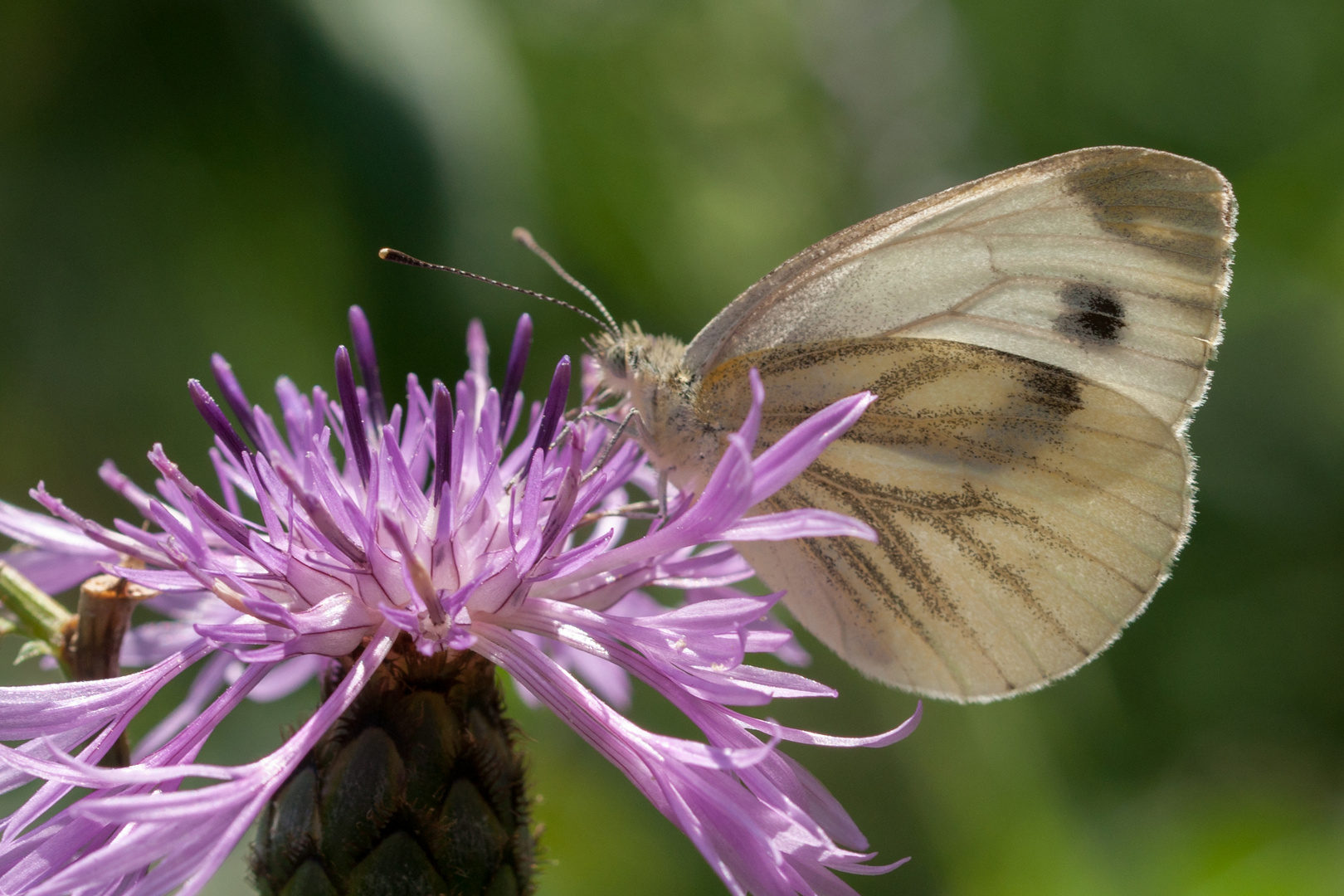 Grünaderweißling auf Flockenblume m Gegenlicht