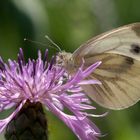 Grünaderweißling auf Flockenblume m Gegenlicht