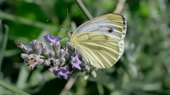 Grünaderweißling auf Lavendel