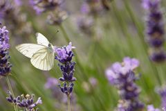 Grünaderweißling auf Lavendel