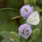 Grünaderweißling auf Minze Eijsden 15.08.2020