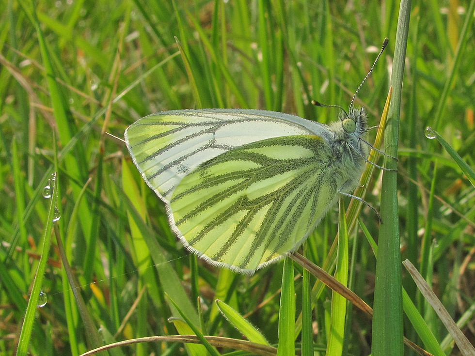 Grünaderweißling