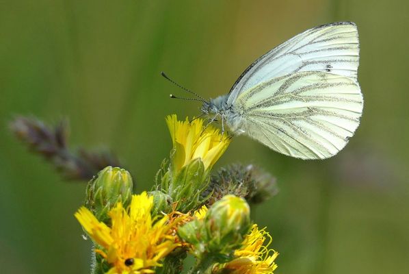 Grünaderweißling