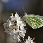 Grünaderweissling im Frühlingslicht