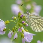 Grünaderweissling im Wiesenschaum