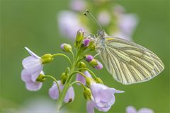 Grünaderweissling im Wiesenschaum