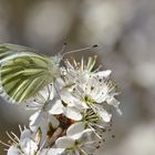 Grünaderweissling im zarten Frühlingsweiss