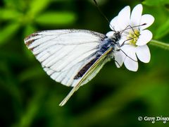 Grünaderweissling m. fotografiert in der Nähe des Mittellandkanals 20210605