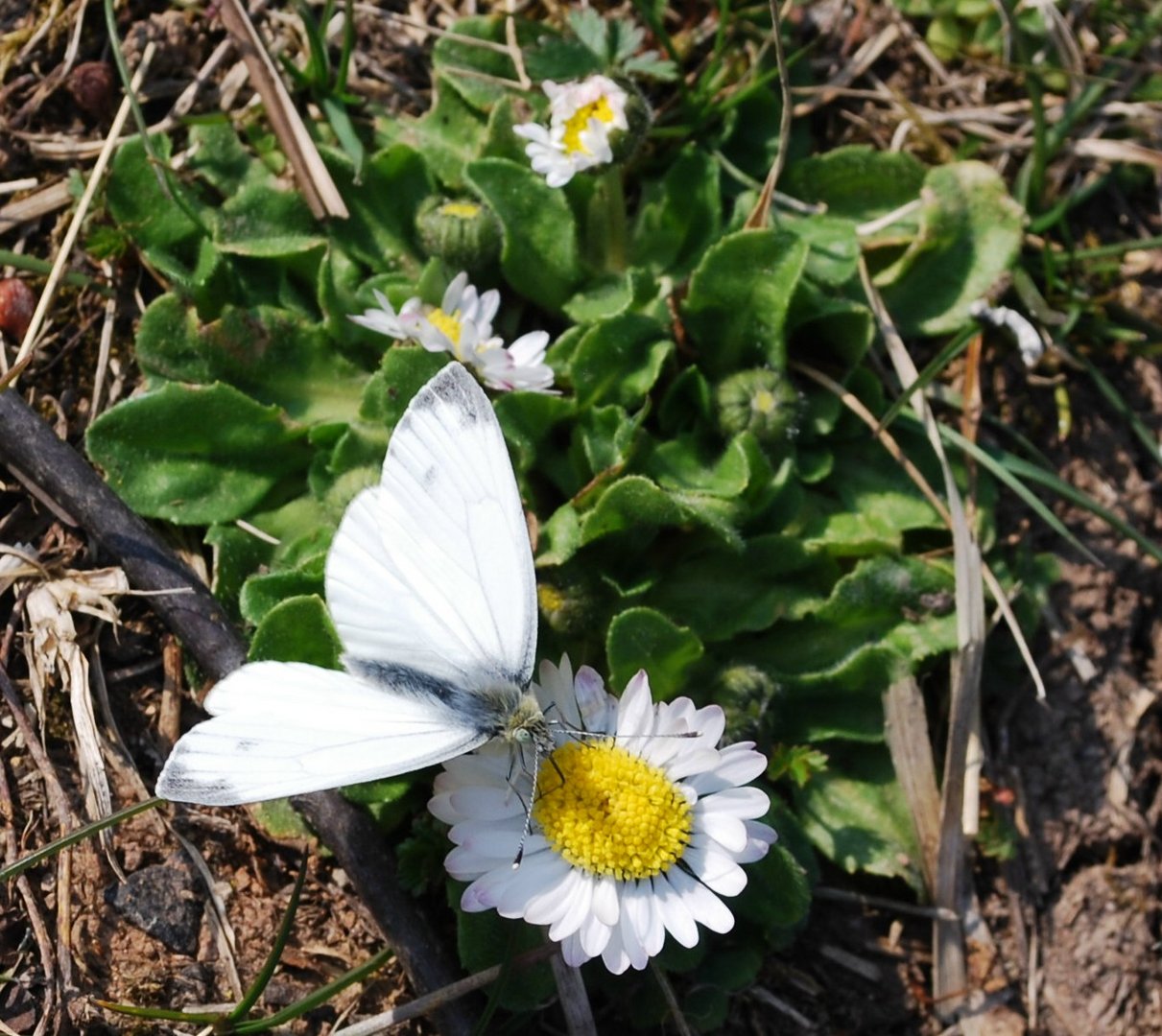 Grünaderweißling, männlich auf Gänseblümchen