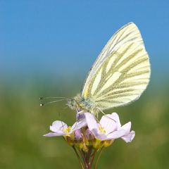 Grünaderweißling (Pieris napi)