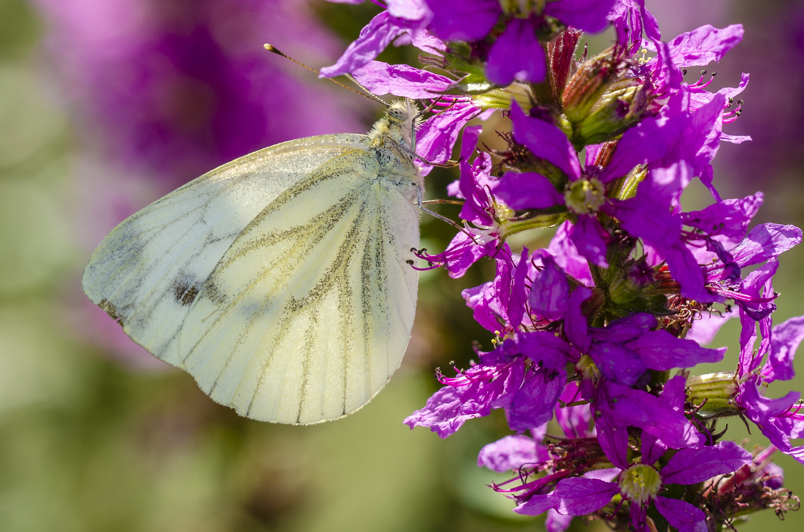 Grünaderweißling (Pieris napi)