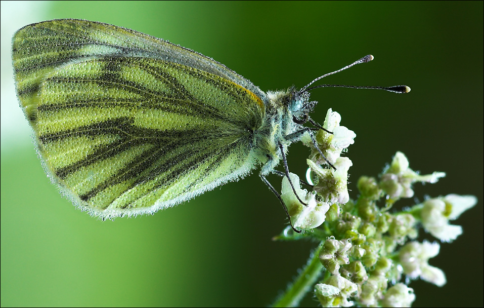 Grünaderweißling [Pieris Napi]