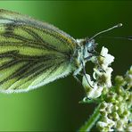 Grünaderweißling [Pieris Napi]