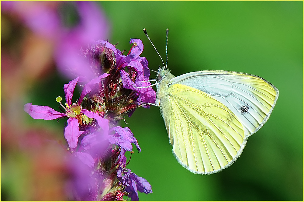 Grünaderweißling (Pieris napi)