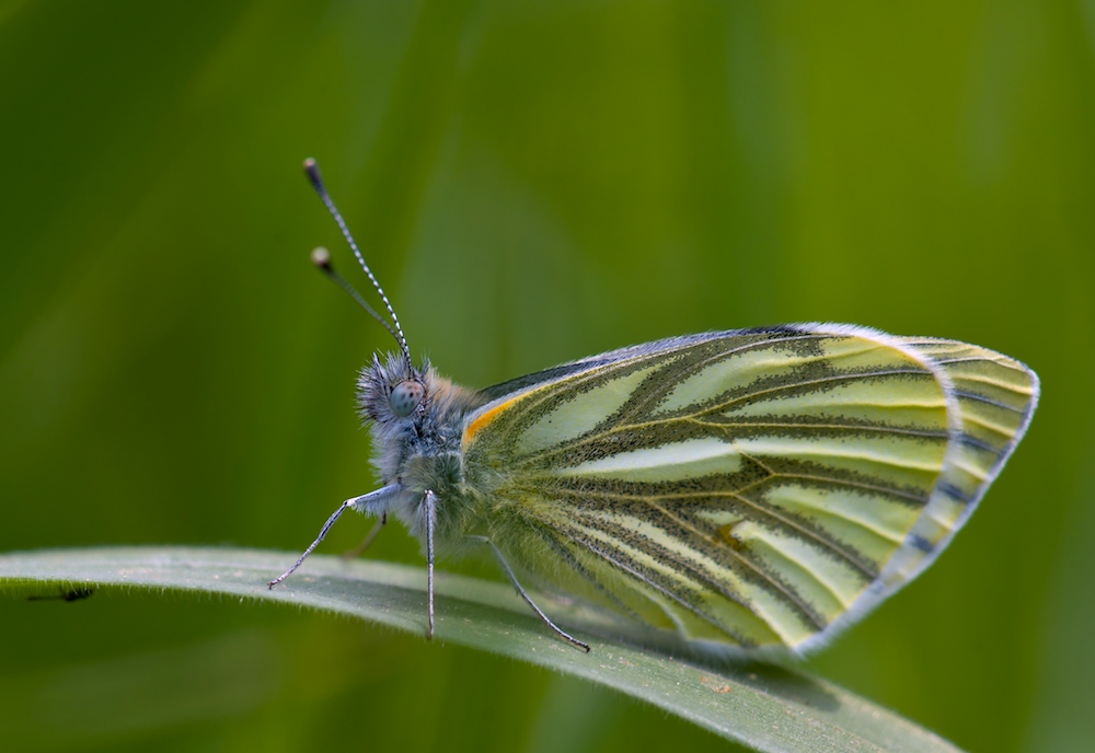 Grünaderweißling (Pieris napi)