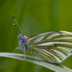 Grünaderweißling (Pieris napi)