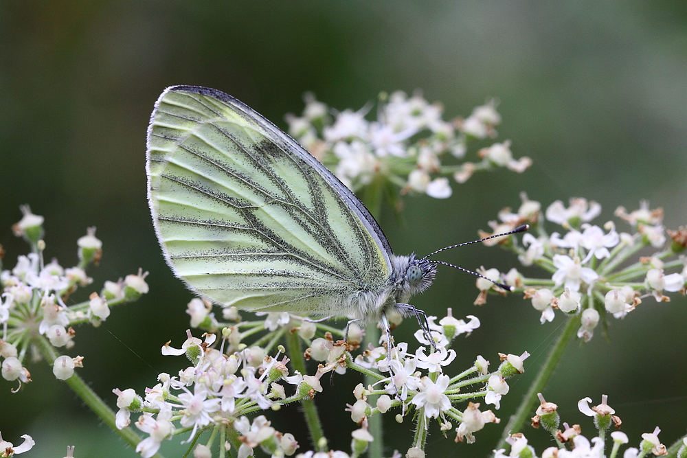 Grünaderweißling (Pieris napi)