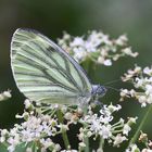 Grünaderweißling (Pieris napi)