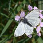 Grünaderweissling (Pieris napi)