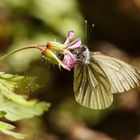 Grünaderweißling (Pieris napi)