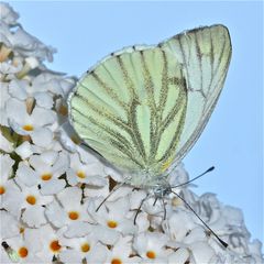 Grünaderweißling (Pieris napi) auf Sommerflieder (Buddleia sp.)