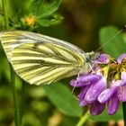 Grünaderweißling (Pieris napi)