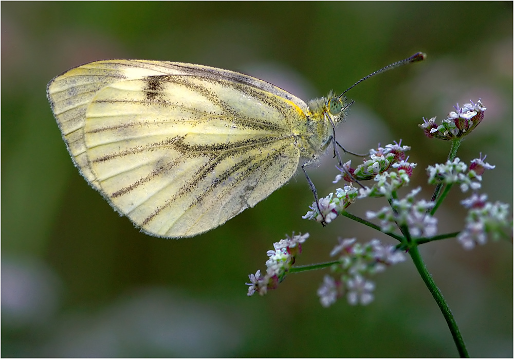 Grünaderweißling (Pieris napi)