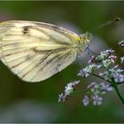 Grünaderweißling (Pieris napi)