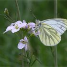 Grünaderweissling (Pieris napi)