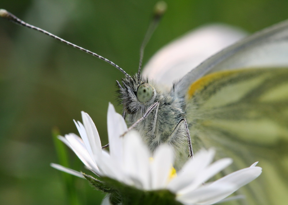 Grünaderweißling  (Pieris napi)