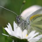 Grünaderweißling  (Pieris napi)