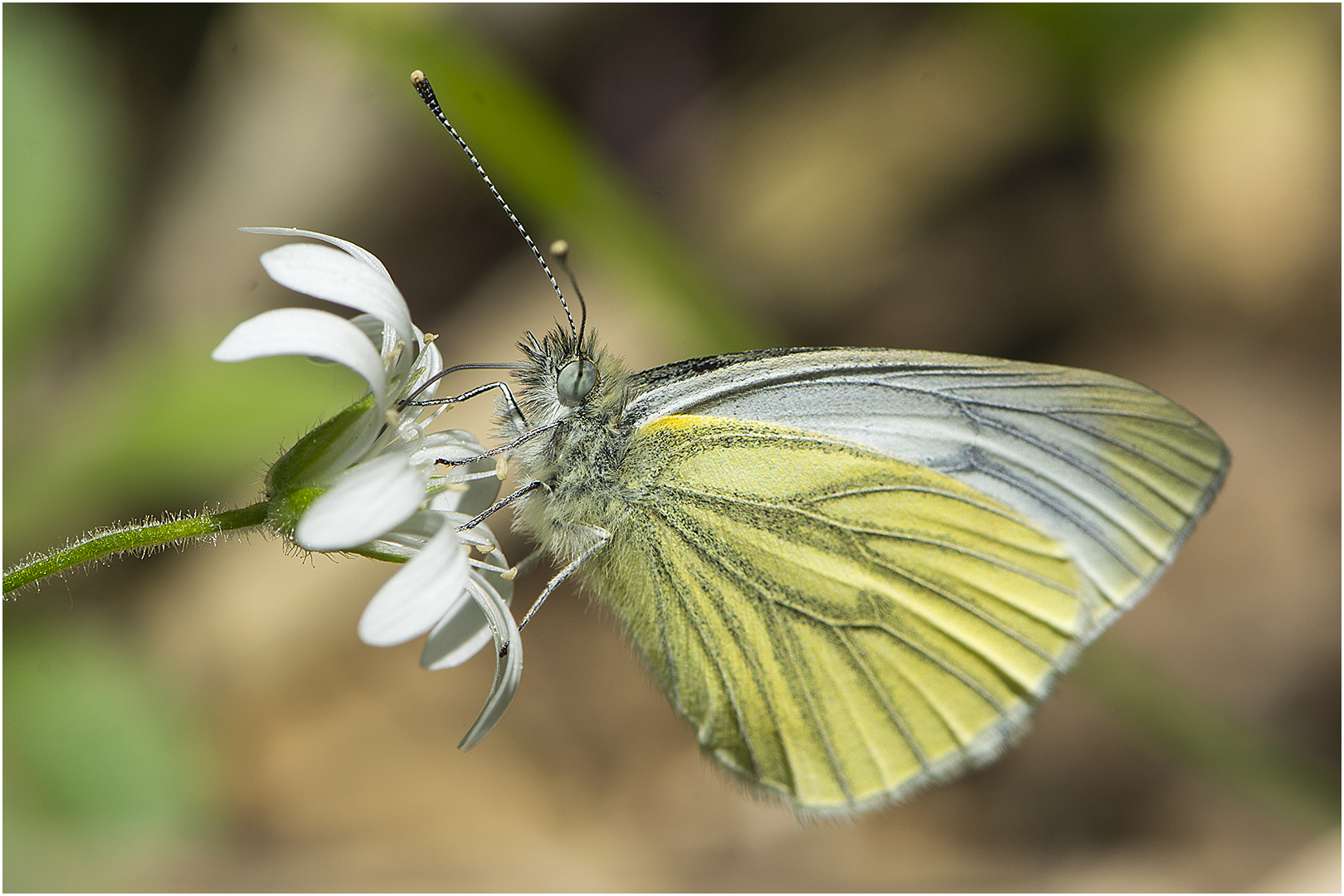 Grünaderweissling - Pieris napi