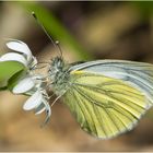 Grünaderweissling - Pieris napi