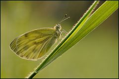 Grünaderweißling (Pieris napi) Reloaded