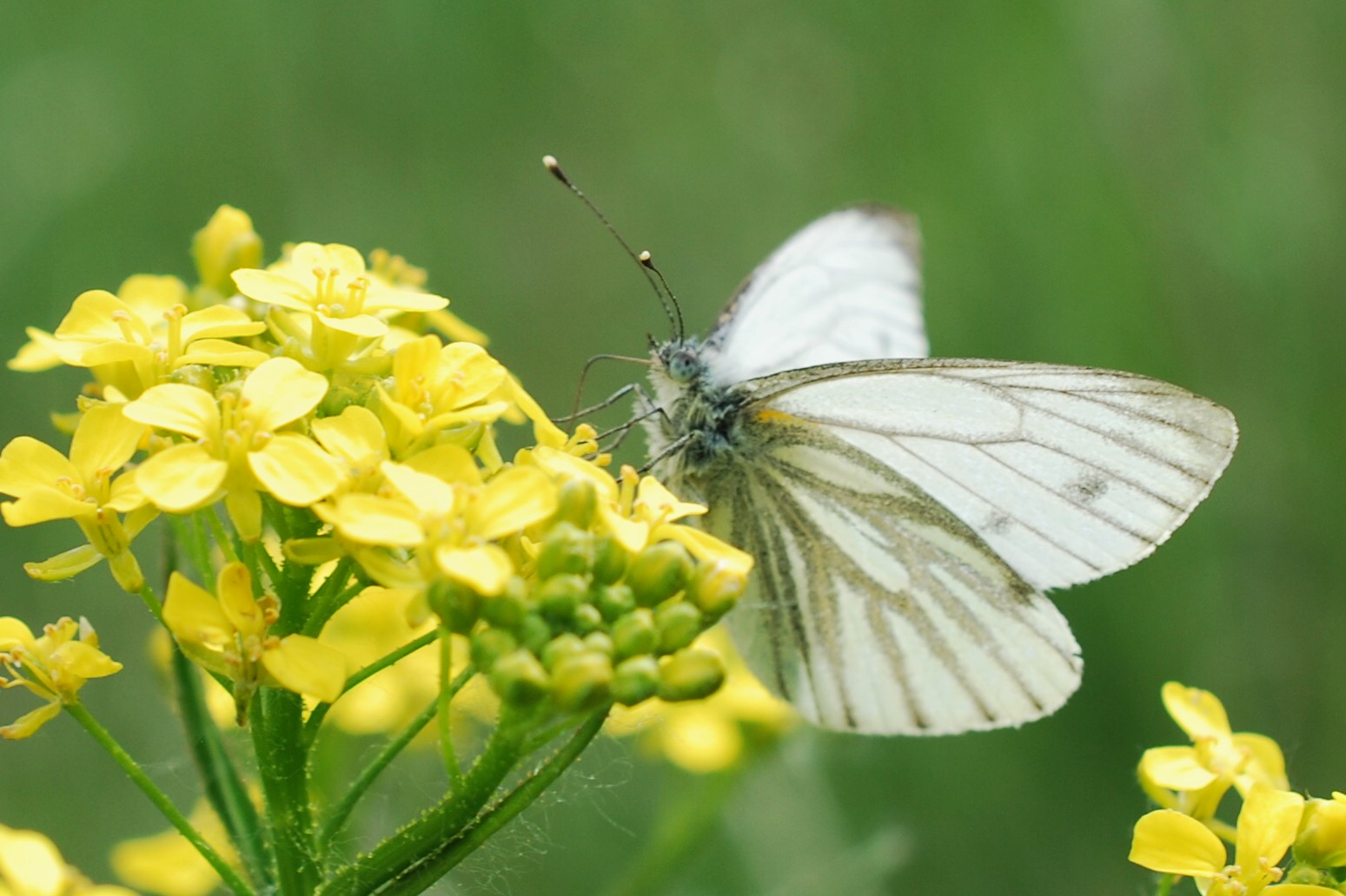 Grünaderweissling (weiblich)