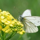 Grünaderweissling (weiblich)