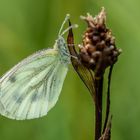 Grünadriger-Weißling ( Pieris napi )