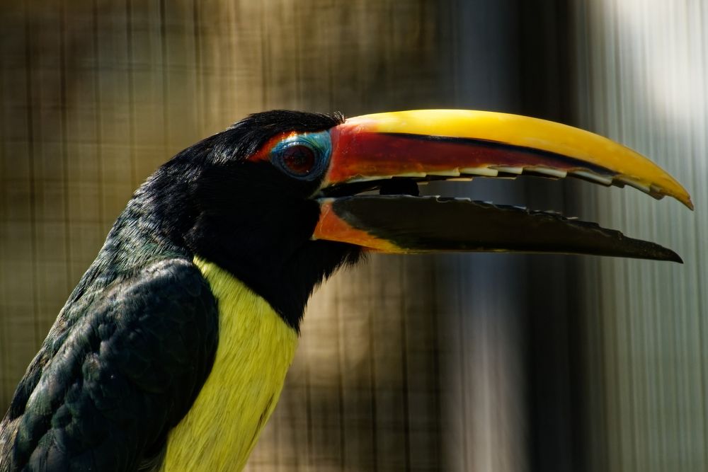 Grünarassari Foto & Bild tiere, zoo, wildpark & falknerei, vögel