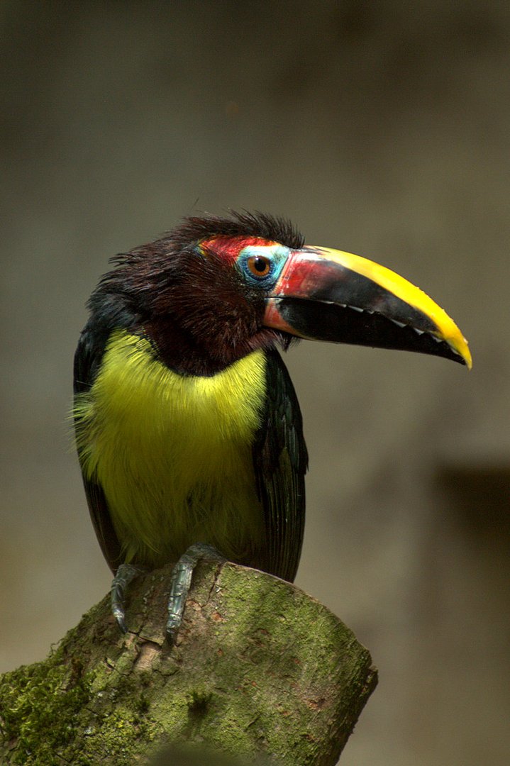 Grünarassari im Allwetterzoo Münster