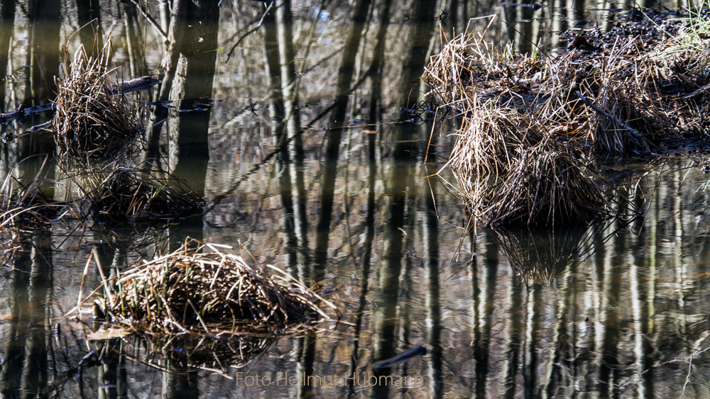 GRÜNAU. KRUMME LAKE GESPIEGELT IN REDUZIERTER WINTERFARBIGKEIT #5