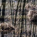 GRÜNAU. KRUMME LAKE GESPIEGELT IN REDUZIERTER WINTERFARBIGKEIT #5