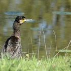 Grünauge - Kormoran