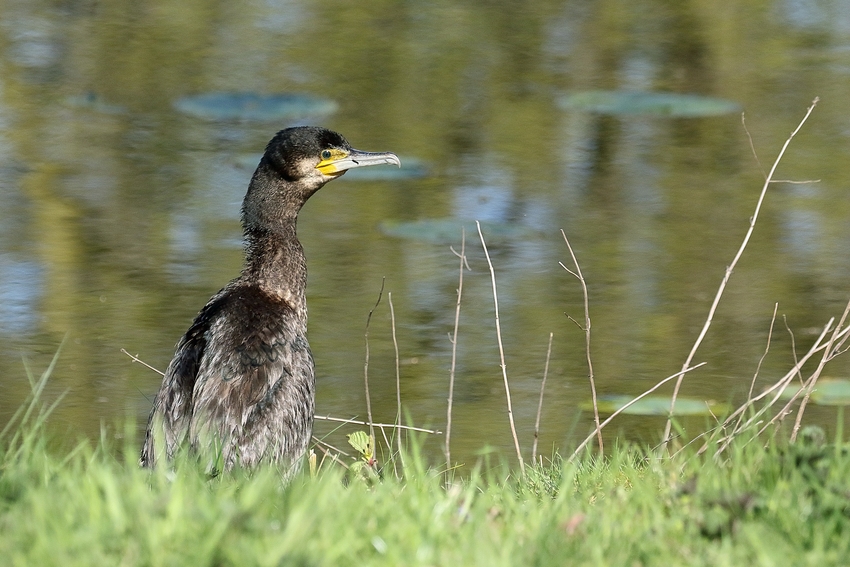 Grünauge - Kormoran