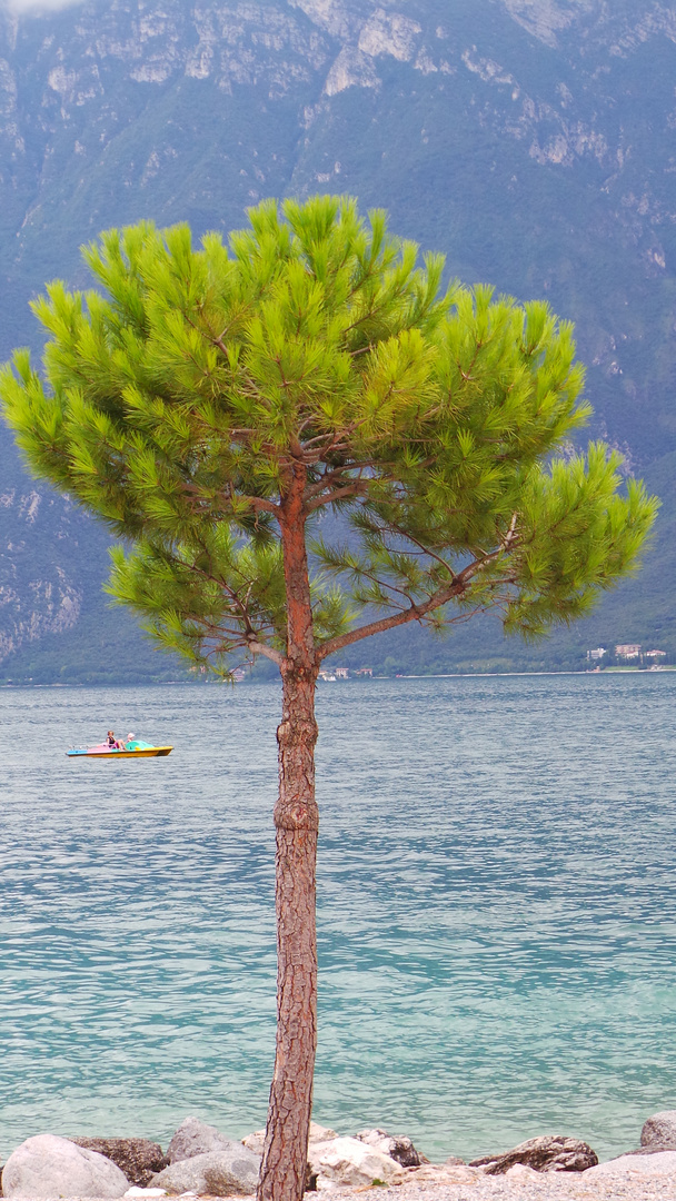 grün#Baum#Italien
