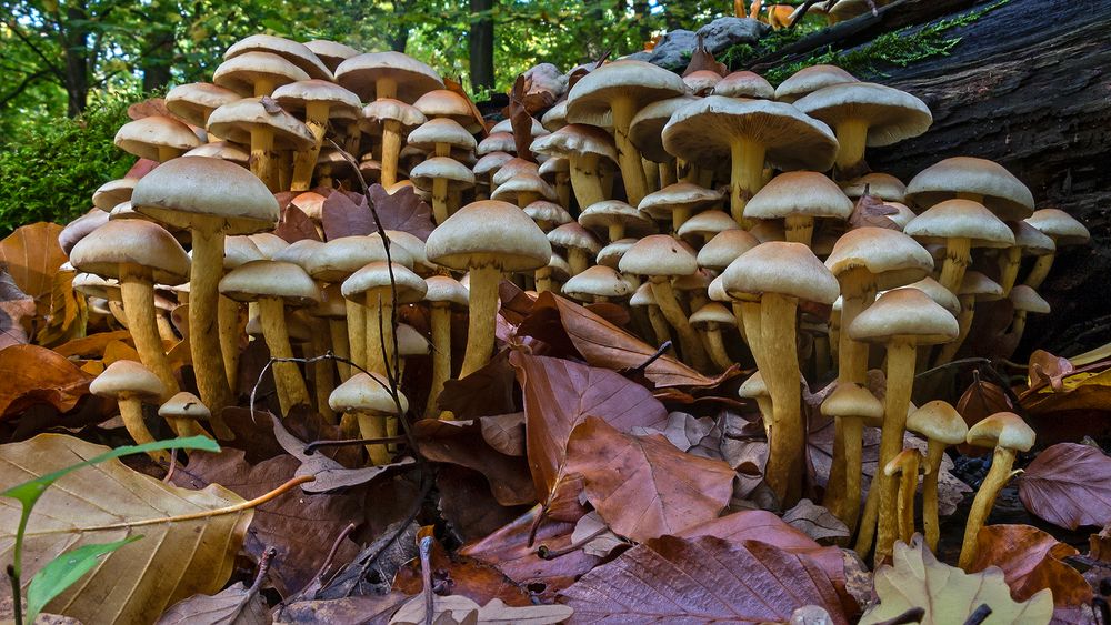 Grünblättrige Schwefelköpfe (Hypholoma fasciculare)