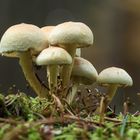 Grünblättrige Schwefelköpfe (Hypholoma fasciculare)