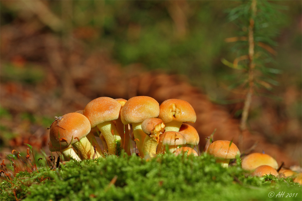 Grünblättriger Schwefelkopf (Hypholoma fasciculare)