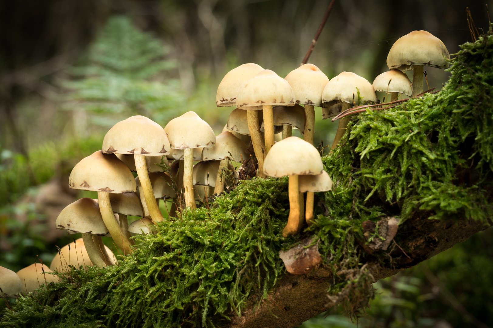 Grünblättriger Schwefelkopf (Hypholoma fasciculare) ?