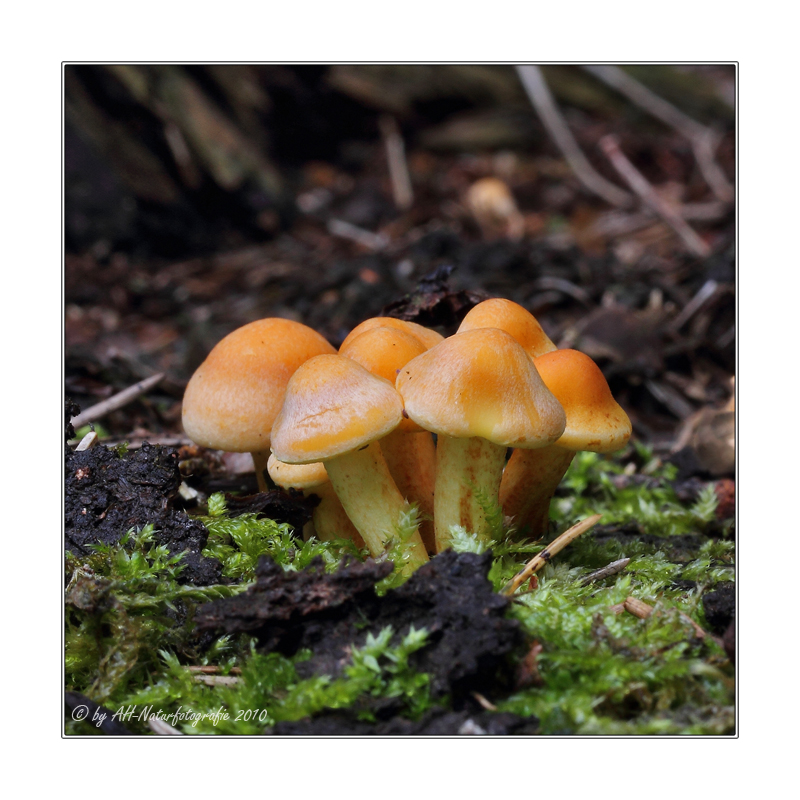 Grünblättriger Schwefelkopf (Hypholoma fasciculare)