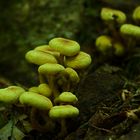 Grünblättriger Schwefelkopf (Hypholoma fasciculare)